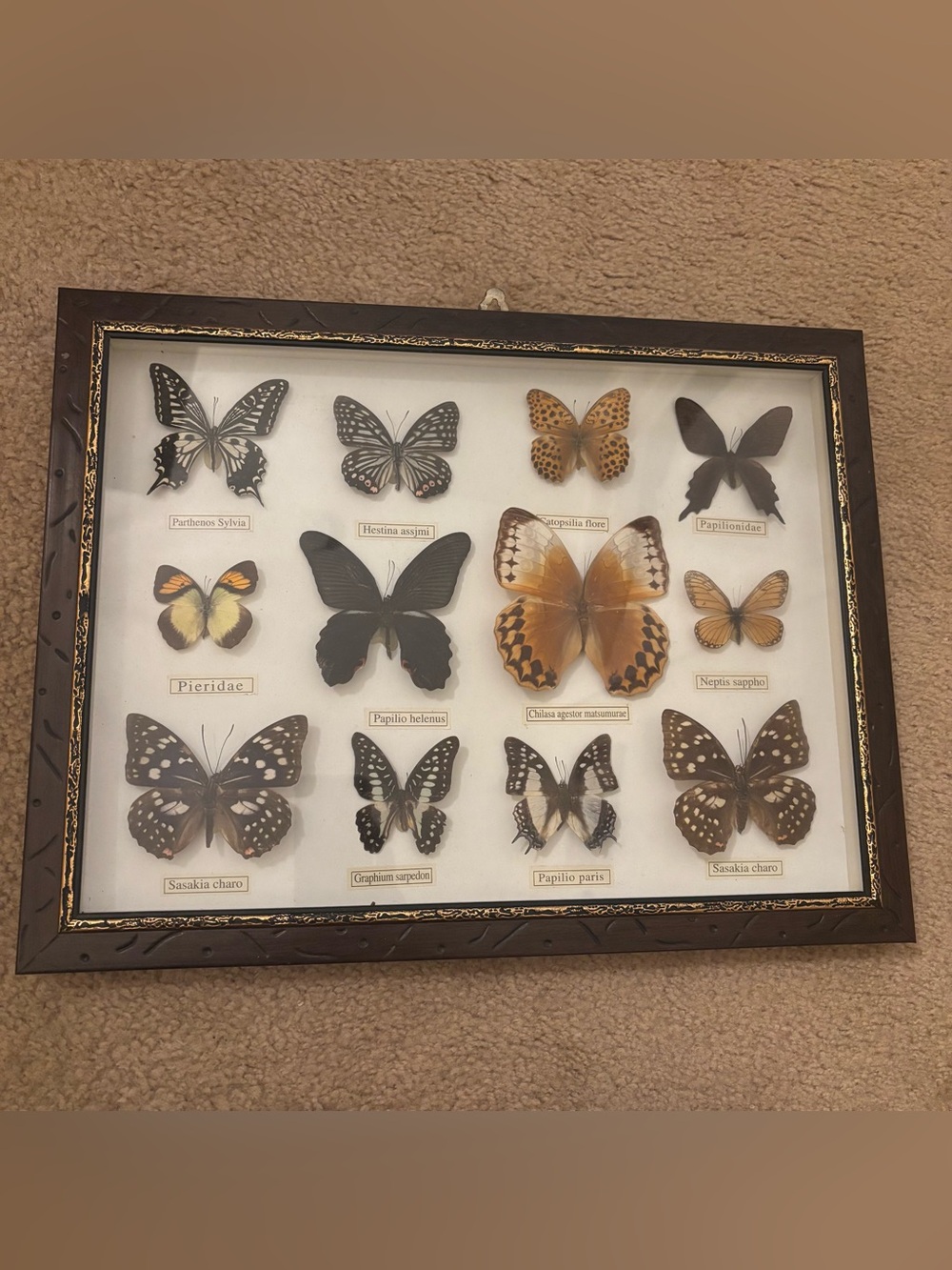 Framed Butterfly Taxidermy Collection Shadow Box Butterflies